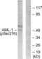 RUNX Family Transcription Factor 1 antibody, LS-C198623, Lifespan Biosciences, Western Blot image 