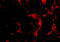 Wnt Family Member 10A antibody, A03479, Boster Biological Technology, Immunofluorescence image 