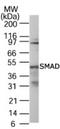 SMAD Family Member 1 antibody, TA336360, Origene, Western Blot image 