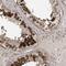 Centrin 3 antibody, NBP1-84547, Novus Biologicals, Immunohistochemistry paraffin image 