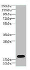 Tubulin Polymerization Promoting Protein Family Member 2 antibody, A63696-100, Epigentek, Western Blot image 