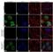 Tripartite Motif Containing 28 antibody, 711116, Invitrogen Antibodies, Immunocytochemistry image 