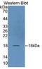 Dual Specificity Phosphatase 5 antibody, LS-C373426, Lifespan Biosciences, Western Blot image 