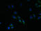 Ring Finger Protein 183 antibody, LS-C376498, Lifespan Biosciences, Immunofluorescence image 