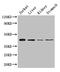 Homeobox A2 antibody, CSB-PA010652LA01HU, Cusabio, Western Blot image 