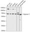 Glypican 3 antibody, GTX54096, GeneTex, Western Blot image 