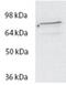 Spartin antibody, NBP1-47203, Novus Biologicals, Western Blot image 