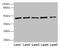 Ribonucleotide Reductase Regulatory Subunit M2 antibody, LS-C370252, Lifespan Biosciences, Western Blot image 