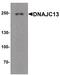 DnaJ Heat Shock Protein Family (Hsp40) Member C13 antibody, PA5-38026, Invitrogen Antibodies, Western Blot image 