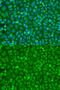 eIF4E antibody, GTX32580, GeneTex, Immunocytochemistry image 