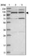 Kinesin Family Member 4A antibody, NBP1-83720, Novus Biologicals, Western Blot image 
