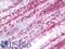 Leukotriene A4 Hydrolase antibody, LS-B10264, Lifespan Biosciences, Immunohistochemistry frozen image 