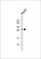 Chymotrypsin Like Elastase 1 antibody, 59-436, ProSci, Western Blot image 