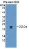 Glycophorin A (MNS Blood Group) antibody, MBS2028745, MyBioSource, Western Blot image 