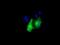 Death Associated Protein Kinase 2 antibody, NBP2-02477, Novus Biologicals, Immunofluorescence image 