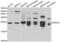 RAS Related 2 antibody, LS-C349021, Lifespan Biosciences, Western Blot image 