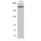 Laminin Subunit Beta 1 antibody, LS-C384318, Lifespan Biosciences, Western Blot image 