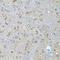 Neurotrophin 4 antibody, orb49000, Biorbyt, Immunohistochemistry paraffin image 