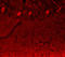 Notch Receptor 3 antibody, A00485, Boster Biological Technology, Western Blot image 