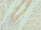 AKT1 Substrate 1 antibody, LS-C675369, Lifespan Biosciences, Immunohistochemistry paraffin image 