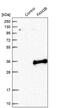 Family With Sequence Similarity 3 Member B antibody, PA5-53397, Invitrogen Antibodies, Western Blot image 