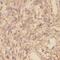 Toll Interacting Protein antibody, FNab08854, FineTest, Immunohistochemistry frozen image 