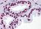 THO Complex 6 antibody, orb89797, Biorbyt, Immunohistochemistry paraffin image 