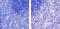 C-X-C Motif Chemokine Ligand 9 antibody, 701117, Invitrogen Antibodies, Immunohistochemistry frozen image 