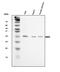 Synaptosome Associated Protein 23 antibody, A02487, Boster Biological Technology, Western Blot image 