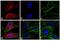 Mouse IgG antibody, 35510, Invitrogen Antibodies, Immunofluorescence image 