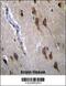 G Protein-Coupled Receptor 45 antibody, 56-301, ProSci, Immunohistochemistry frozen image 