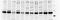 Endothelin 2 antibody, H00001907-M01, Novus Biologicals, Western Blot image 