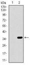Alkaline Phosphatase, Intestinal antibody, NBP2-37387, Novus Biologicals, Western Blot image 