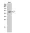 BAG family molecular chaperone regulator 4 antibody, A06722-1, Boster Biological Technology, Western Blot image 