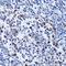 Ubiquitin Like With PHD And Ring Finger Domains 1 antibody, orb136872, Biorbyt, Immunohistochemistry paraffin image 