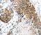 Tripartite Motif Containing 74 antibody, PA5-50812, Invitrogen Antibodies, Immunohistochemistry frozen image 