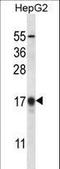 Microtubule Associated Protein 1 Light Chain 3 Beta antibody, LS-C156411, Lifespan Biosciences, Western Blot image 