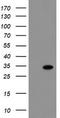 RNA-binding protein with multiple splicing antibody, TA800207BM, Origene, Western Blot image 