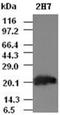 Hematopoietically Expressed Homeobox antibody, ADI-905-847-100, Enzo Life Sciences, Western Blot image 