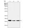 Hes Family BHLH Transcription Factor 5 antibody, M05384, Boster Biological Technology, Western Blot image 