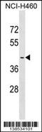 Olfactory receptor 2A4 antibody, 59-789, ProSci, Western Blot image 