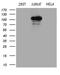 Amyloid Beta Precursor Protein Binding Family B Member 1 Interacting Protein antibody, LS-C791972, Lifespan Biosciences, Western Blot image 