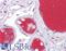Complement C3 antibody, LS-B4290, Lifespan Biosciences, Immunohistochemistry paraffin image 