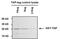 TAP Tag antibody, MA1-108-BTIN, Invitrogen Antibodies, Western Blot image 