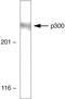 E1A Binding Protein P300 antibody, 33-7600, Invitrogen Antibodies, Western Blot image 