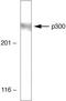 E1A Binding Protein P300 antibody, 33-7600, Invitrogen Antibodies, Western Blot image 