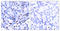 Nuclear Factor Kappa B Subunit 1 antibody, LS-C118194, Lifespan Biosciences, Immunohistochemistry frozen image 