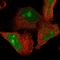 Zinc Finger AN1-Type Containing 2B antibody, HPA035160, Atlas Antibodies, Immunofluorescence image 