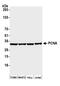 PCNA antibody, A500-024A, Bethyl Labs, Western Blot image 