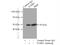 Tubulin beta antibody, 66240-1-Ig, Proteintech Group, Immunoprecipitation image 